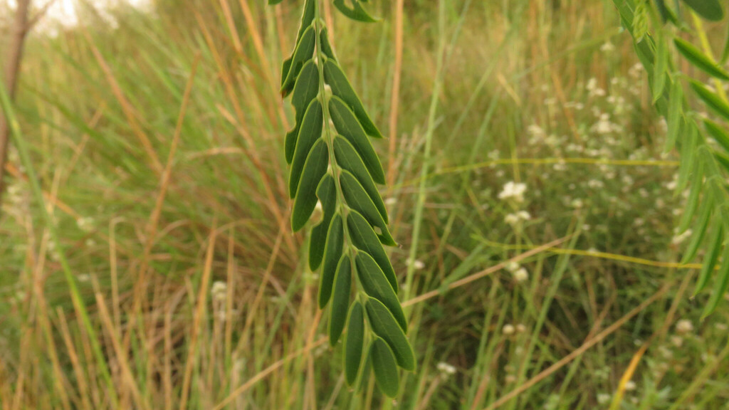Sesbania macroptera Micheli 4