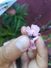 Prunus