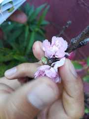 Prunus
