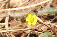 Potentilla fragarioides