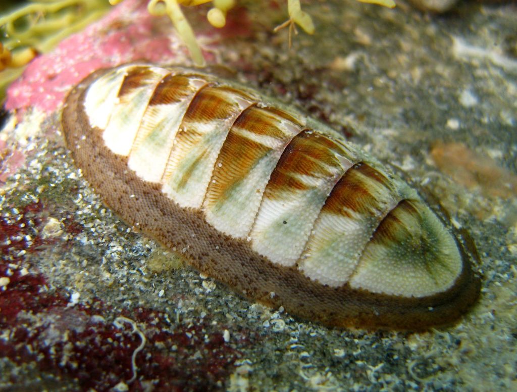 Contracted Chiton