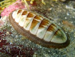 Ischnochiton contractus