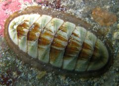 Ischnochiton contractus