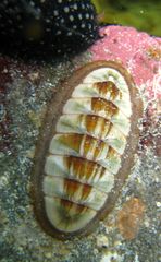 Ischnochiton contractus