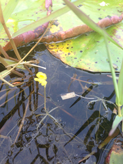 Utricularia radiata