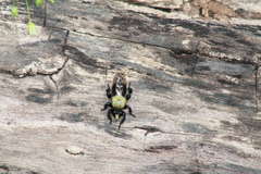 Laphria flavicollis