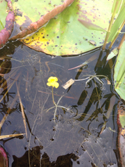 Utricularia radiata