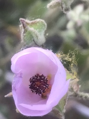 Malacothamnus foliosus