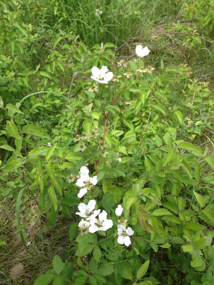 Rubus X ostryifolius
