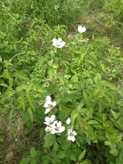 Rubus ostryifolius