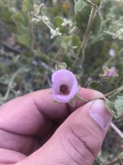 Malacothamnus foliosus