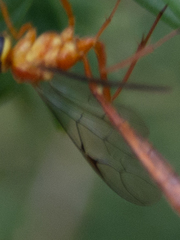 Ichneumonidae
