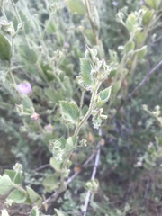 Malacothamnus foliosus