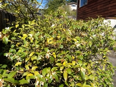 Osmanthus × burkwoodii