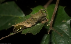 Phaedyma shepherdi