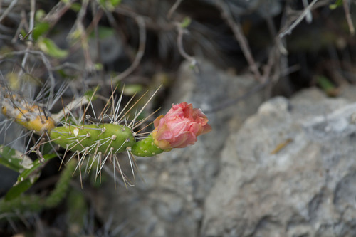 Opuntia curassavica