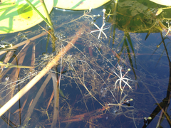 Utricularia radiata