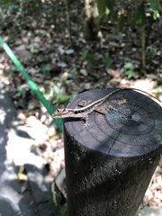 Anolis lemurinus
