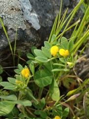 Acmispon wrangelianus