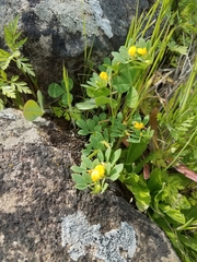 Acmispon wrangelianus