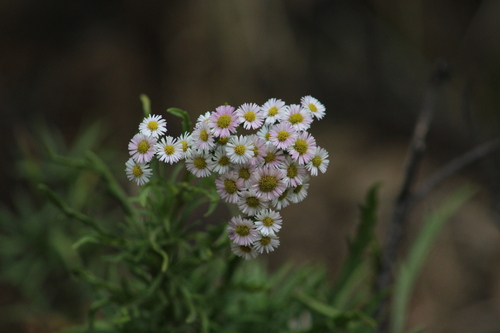 Erigeron fernandezianus observed 2024-01-19