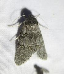 Acronicta tota