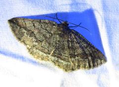 Pterospoda nigrescens