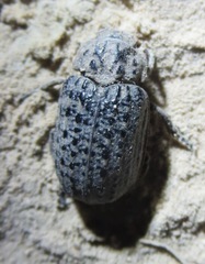 Omorgus suberosus