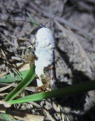 Tarache tetragona