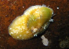 Stomatella impertusa