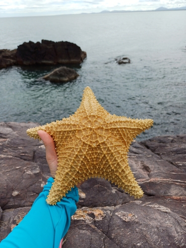 Photo of Red cushion sea star (Oreaster reticulatus)