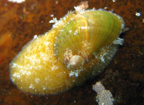 Stomatella impertusa (Burrow, 1815)