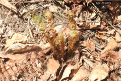 Dryopteris crassirhizoma