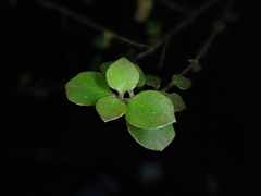 Coprosma crassifolia