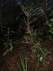 Coprosma crassifolia