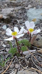 Ranunculus andersonii