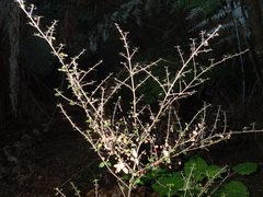 Coprosma crassifolia