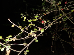 Coprosma crassifolia