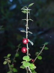 Coprosma crassifolia
