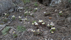 Ranunculus andersonii