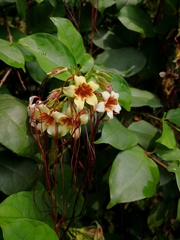 Strophanthus preussii