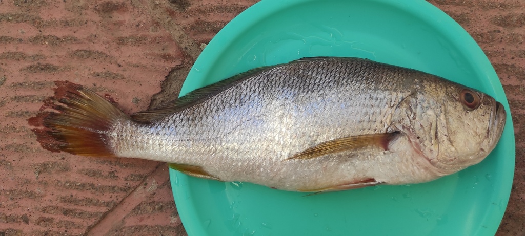 Shining drum (Larimus effulgens) — Sciaenidae