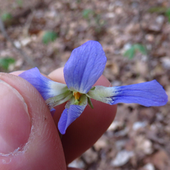 Viola cucullata