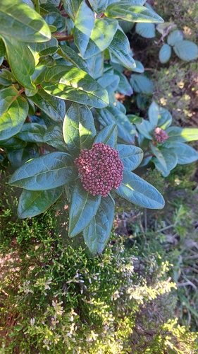 Image of Viburnum treleasei by (c) Tristan Haab, some rights reserved (CC BY)