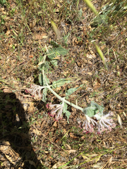Asclepias californica