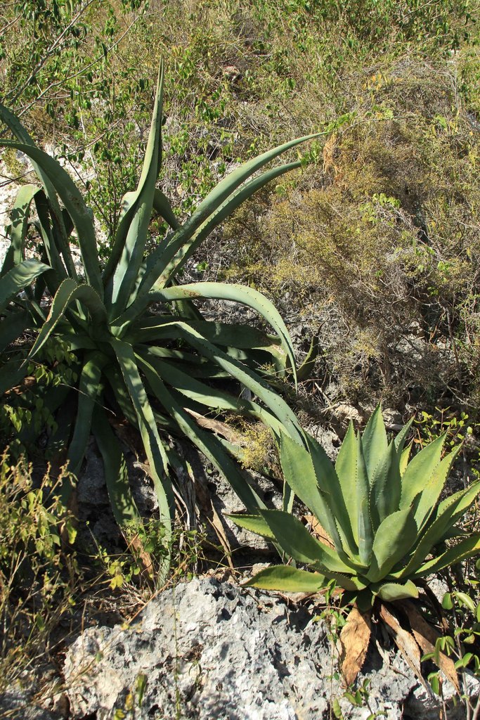 Agave brevipetala