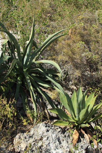 Agave brevipetala