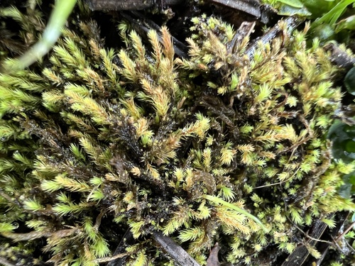 Representative image of Philonotis marchica