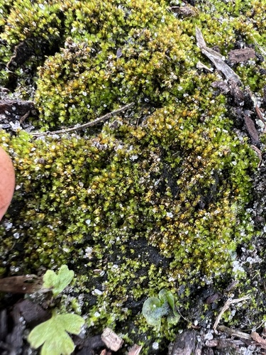 Splachnobryum