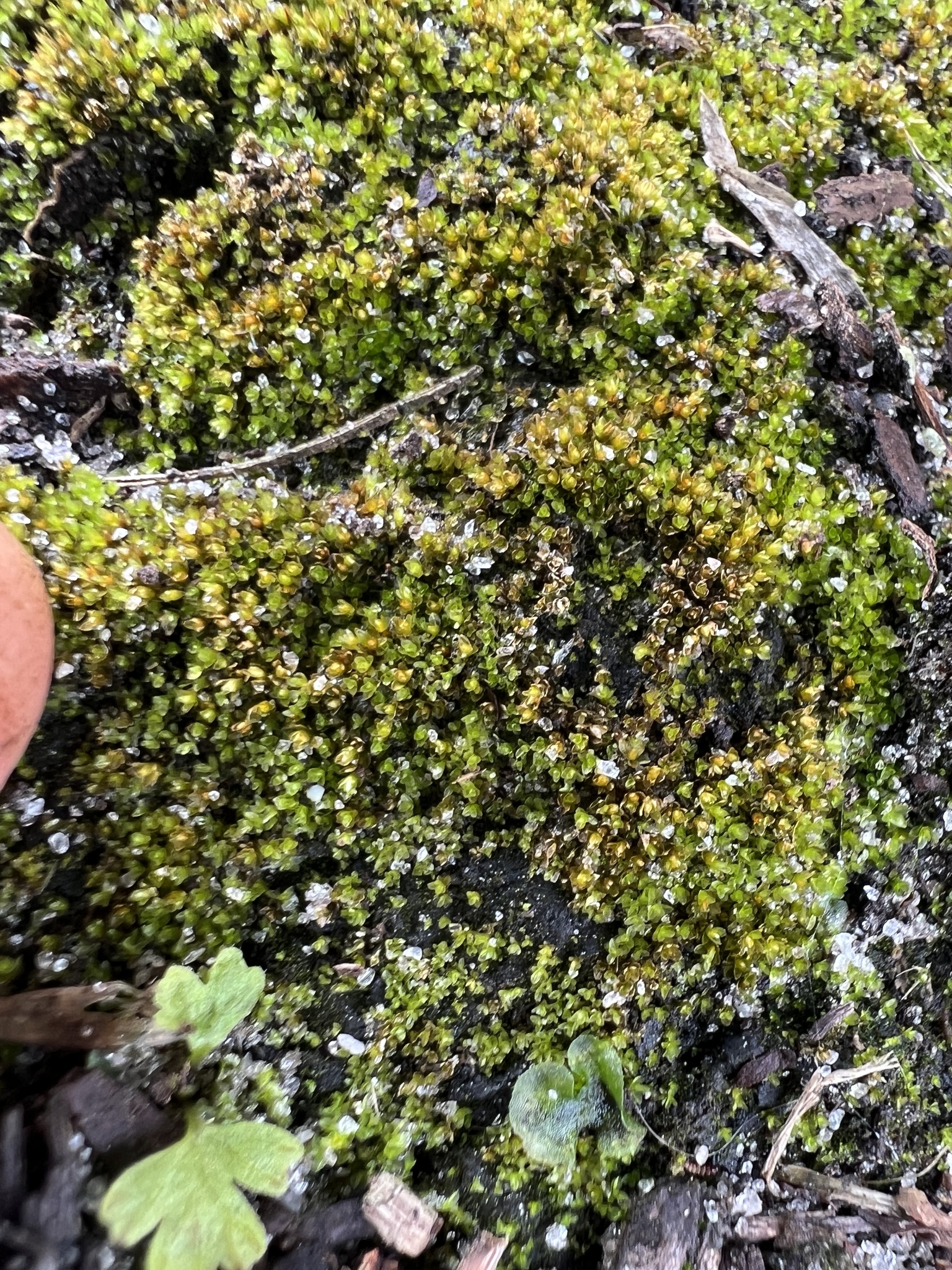 Splachnobryum